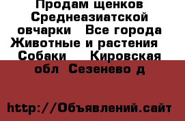 Продам щенков Среднеазиатской овчарки - Все города Животные и растения » Собаки   . Кировская обл.,Сезенево д.